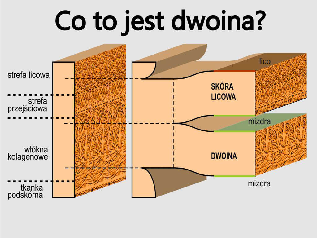 dwoina bydlęca co to jest